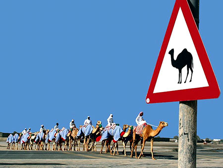 Дорожный указатель верблюды