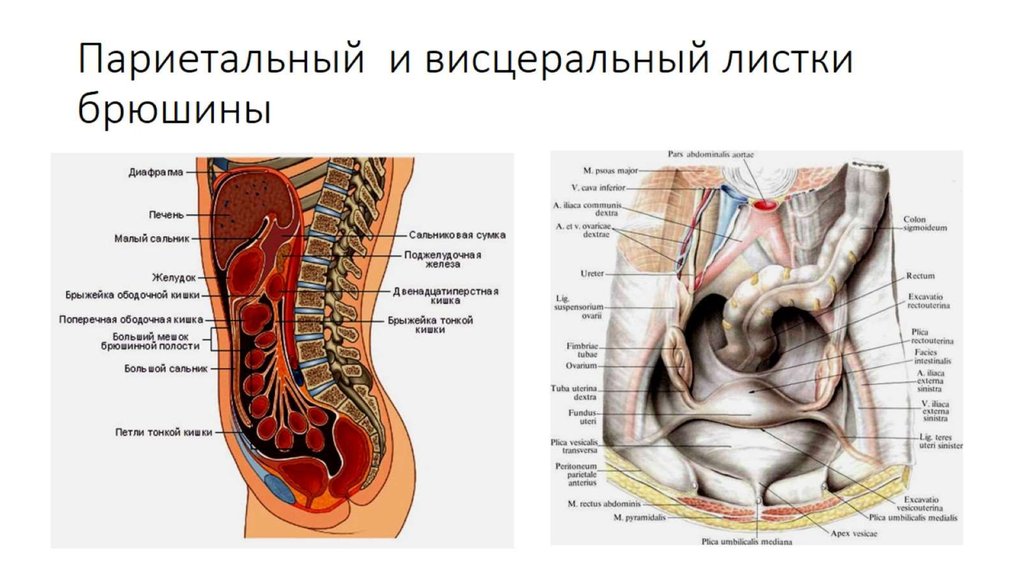 Где находится большой сальник у женщины фото