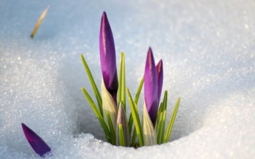 Spring is coming, spring is coming,
Flowers are coming, too;
Pansies, lilies, daffodils
Now are coming through.