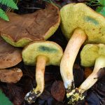 Трубчатые грибы моховики: жёлто-бурый и зеленый