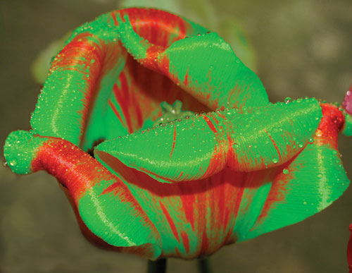 Рис. 6. Исходное изображение тюльпана (a) и результат его перекраски