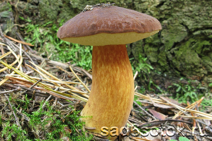 Польский гриб (моховики)